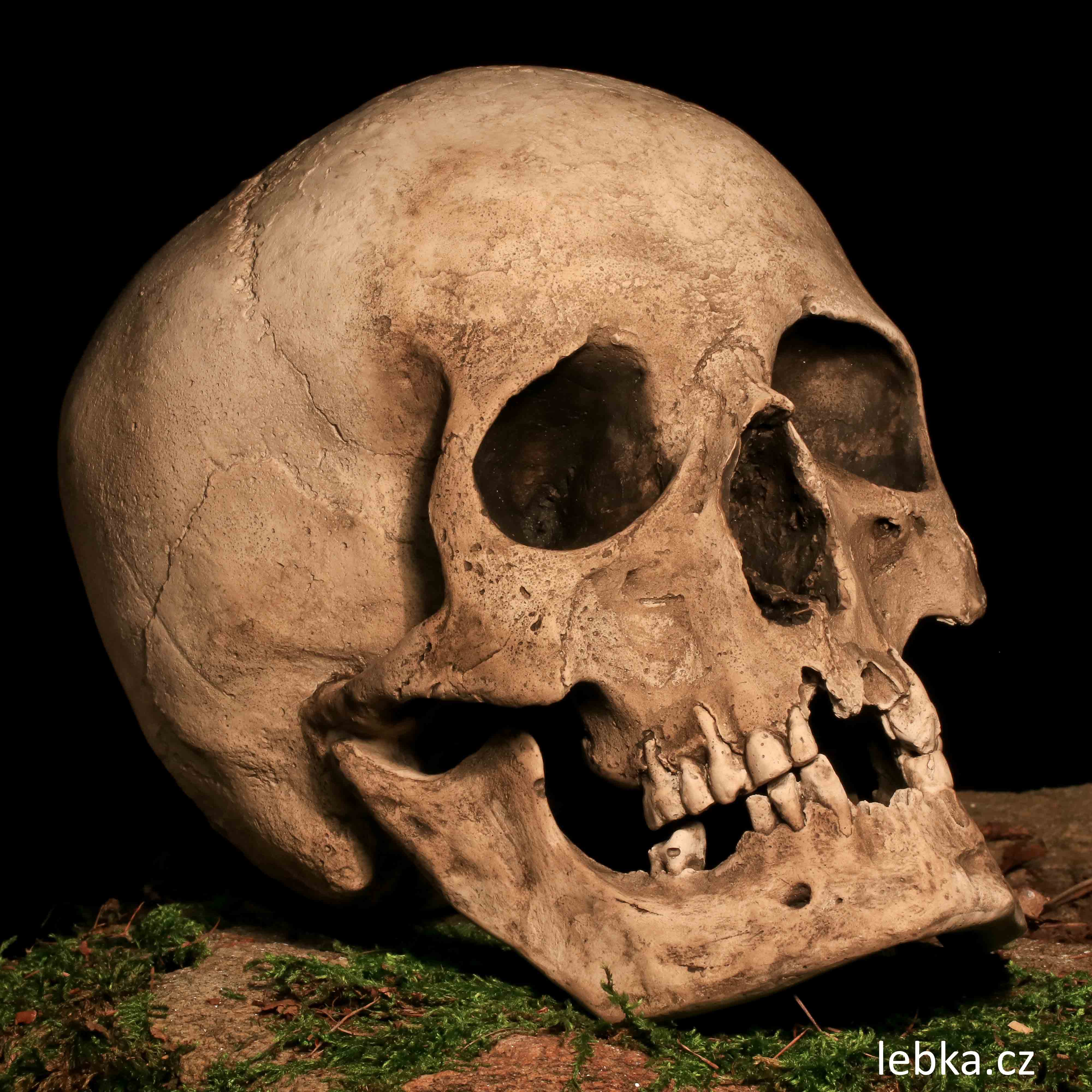 Replika lidské lebky Con Caroli — suvenýr z Kutné Hory