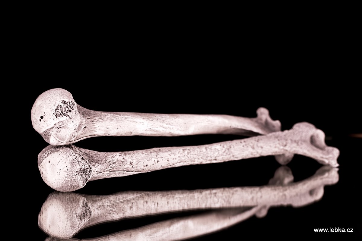 Replika lidské kosti Humerus — suvenýr z Kutné Hory