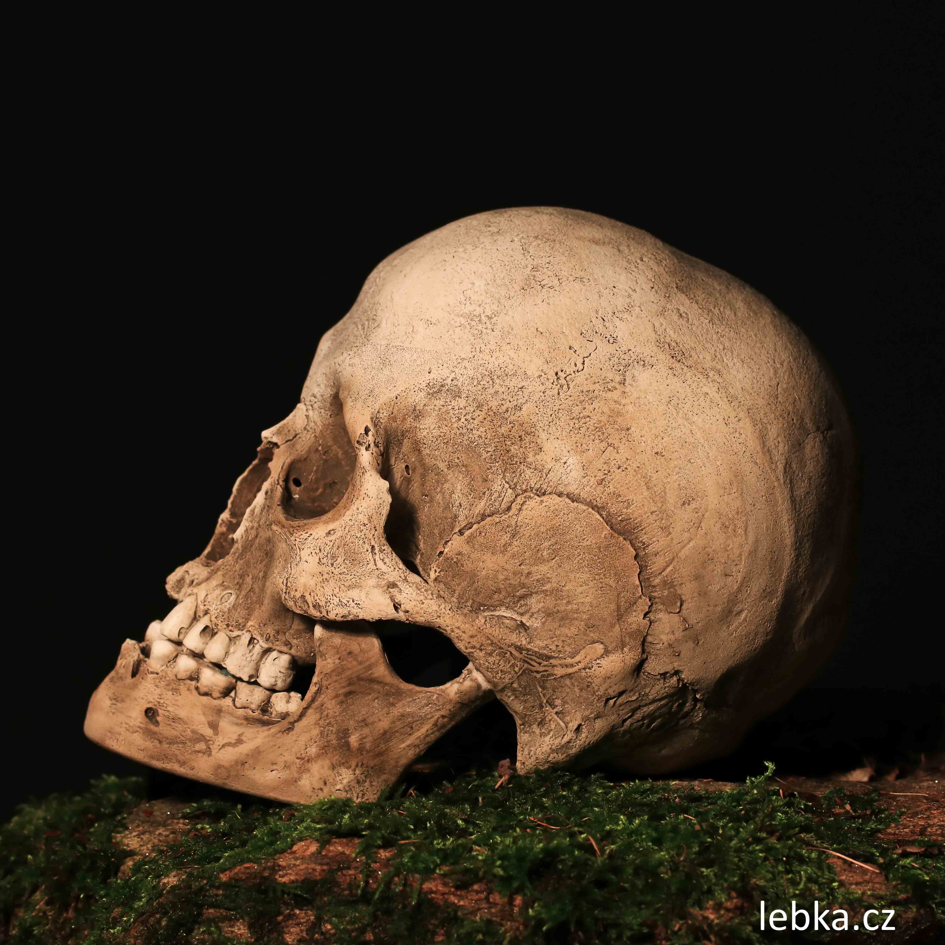 Replika lidské lebky Mimosa — suvenýr z Kutné Hory