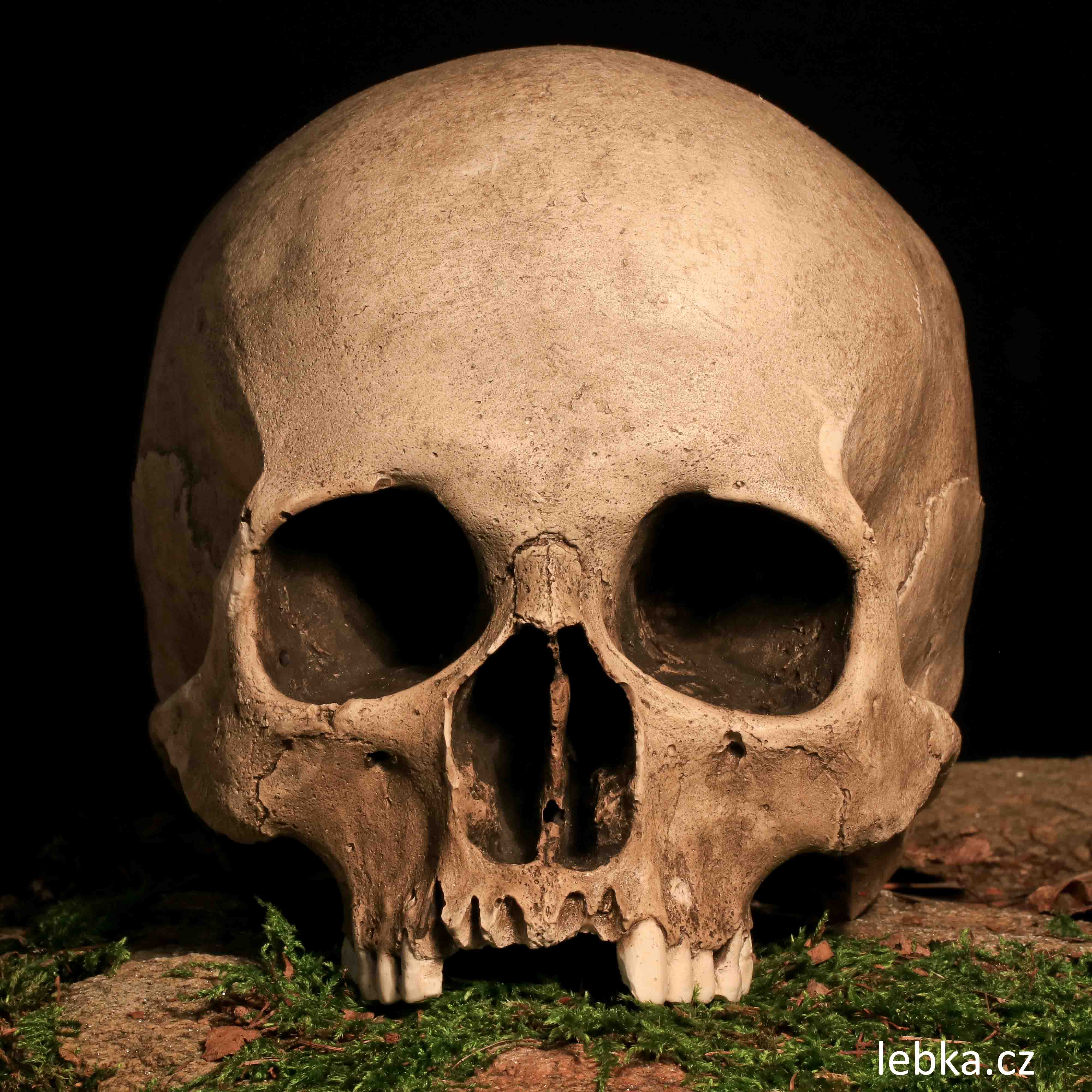 Replika lidské lebky Nova — suvenýr z Kutné Hory