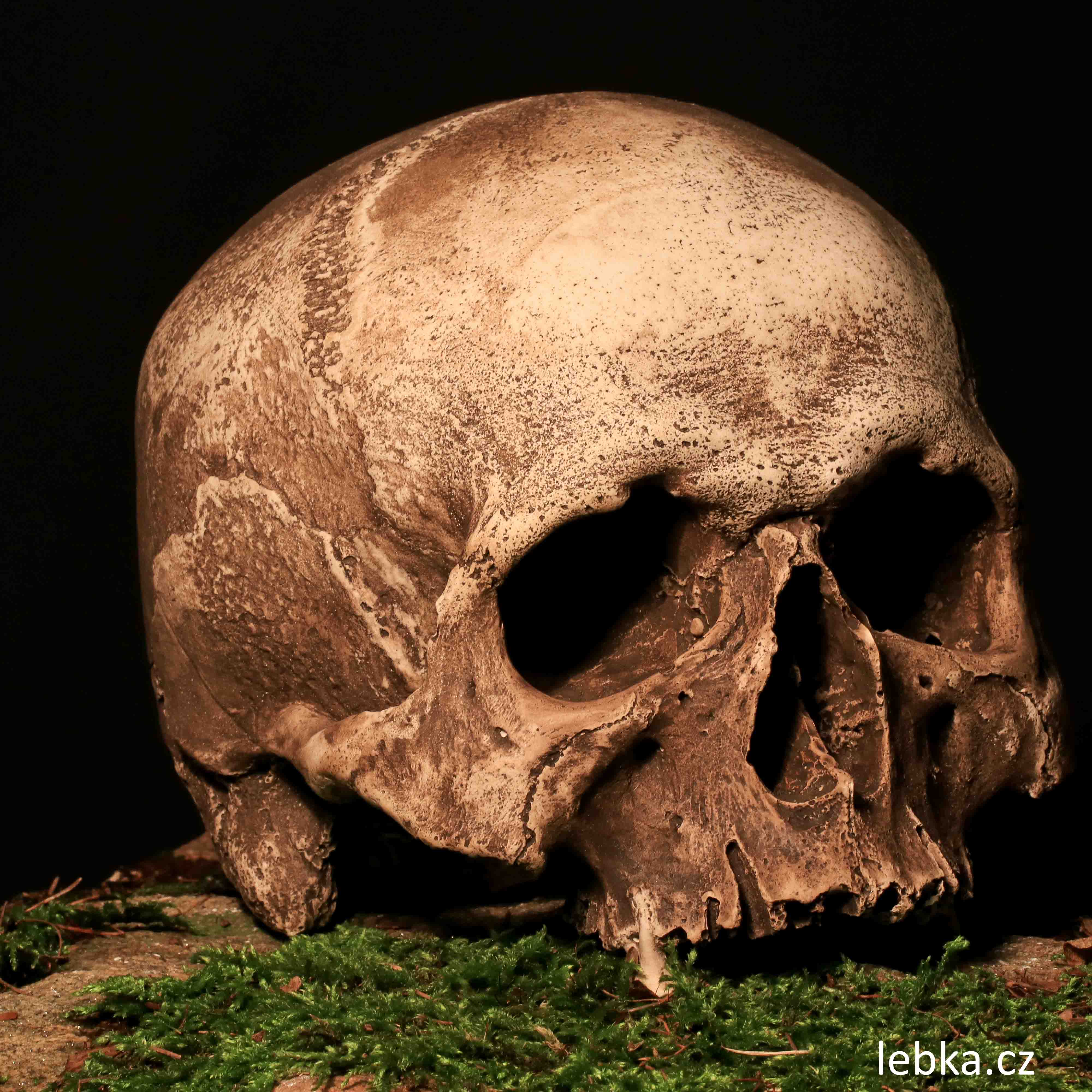 Replika lidské lebky Regulus — suvenýr z Kutné Hory