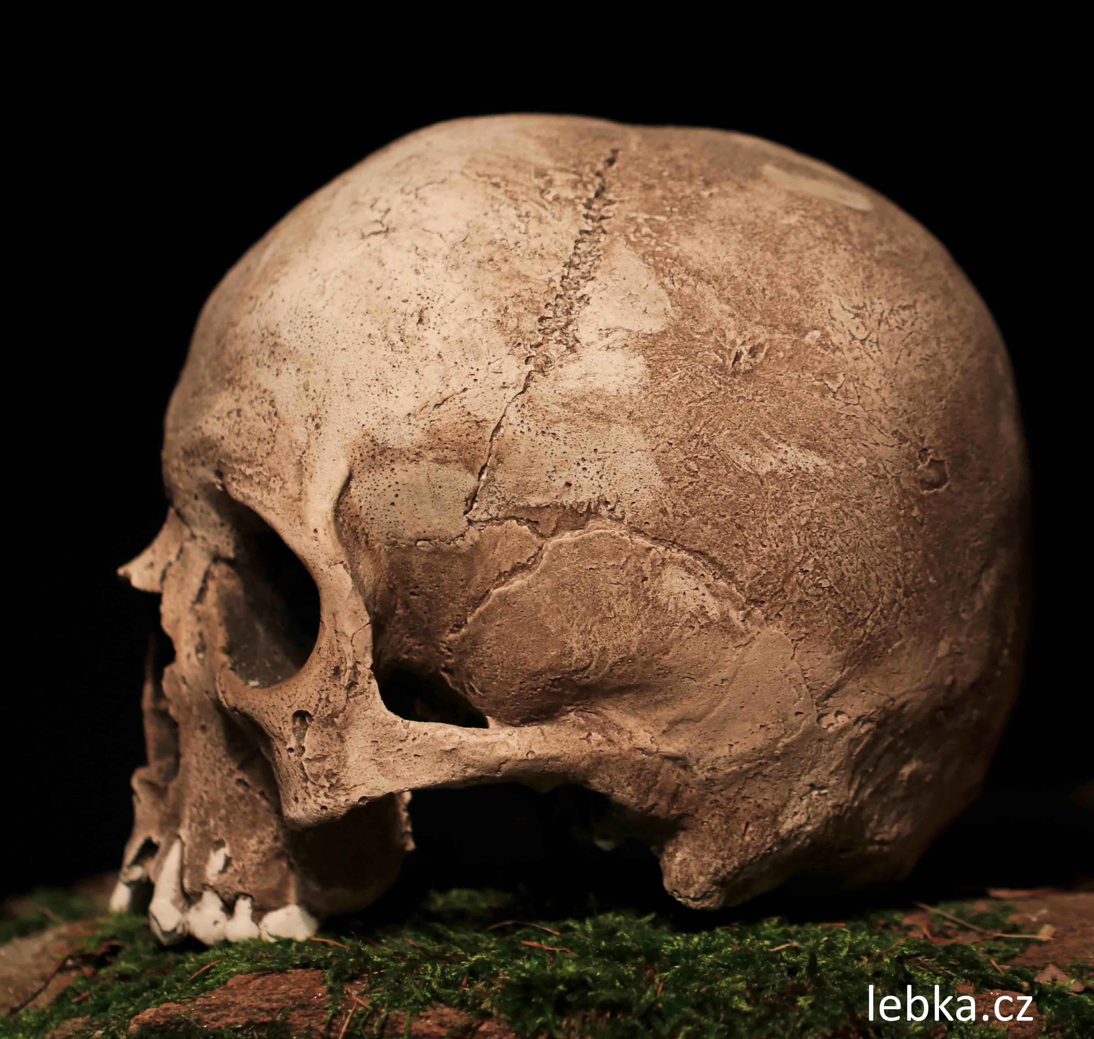 Replika lidské lebky Sargas — suvenýr z Kutné Hory